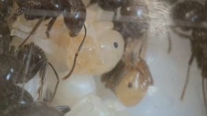 Nymphe de Major Messor barbarus, [Blog] Messor barbarus de Lorette