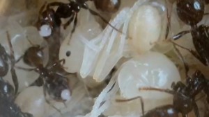 Nymphe de Major Messor barbarus, [Blog] Messor barbarus de Lorette
