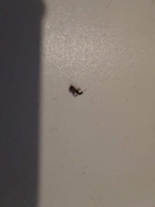 [Blog] Gynger, reine des Lasius niger d'Amandine, 79488b63-b470-4804-a6eb-8214b8dd787e.jpg