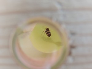 [Lasius emarginatus] Gyne Lasius emarginatus ?, DSCN6510[1].JPG