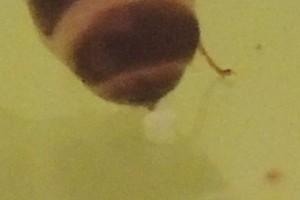[Lasius emarginatus] Gyne Lasius emarginatus ?, 2026-05-31_16h16_32.jpg