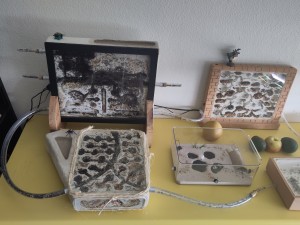 Vue d'ensemble du set-up - Messor barbarus, [Blog] Messor barbarus de Bouboulou