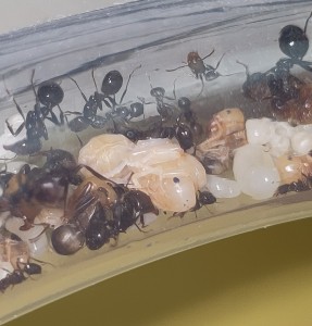 Nymphe de Princesse Messor barbarus, [Blog] Messor barbarus de Bouboulou