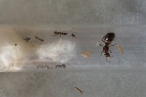 [Blog] Formica rufibarbis de ugNuma, 20260602_175447.jpg