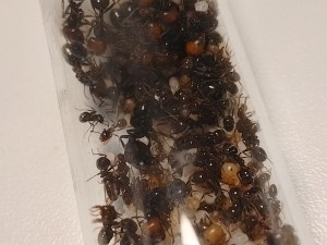 La reine, [Blog] Les M.barbarus de Gigantiosp 59