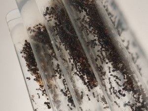 La famille au grand complet !, [Blog] Les M.barbarus de Gigantiosp 59
