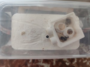 Nouveau set-up des Lasius flavus, [Blog] La petite aventure de la colonie de Lasius flavus de Salem