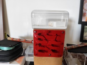 Nouveau set-up des Lasius flavus, [Blog] La petite aventure de la colonie de Lasius flavus de Salem