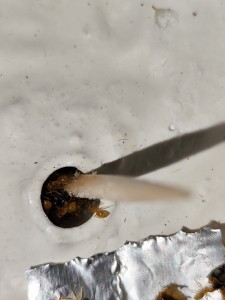 Fourrageuses Lasius flavus<br />découvrant leur nouveau nid, [Blog] La petite aventure de la colonie de Lasius flavus de Salem