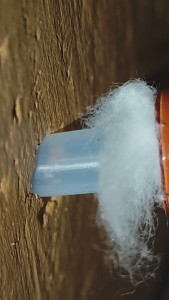 Origine de l'évasion, [Blog] La petite aventure de la colonie de Lasius flavus de Salem