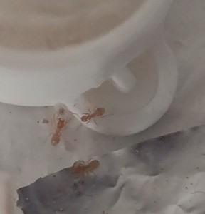 Lasius flavus balladant une larve 2, [Q/R] de la petite aventure des Lasius flavus de Salem