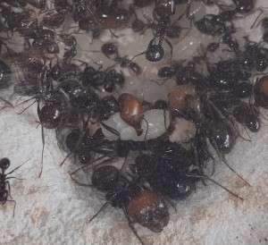 Larve Messor barbarus en nymphose, [Blog] Messor barbarus de Bouboulou