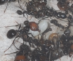 Larve Messor barbarus en nymphose, [Blog] Messor barbarus de Bouboulou