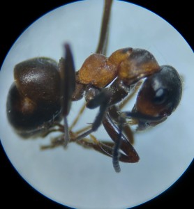 L'IA pour l'identification de fourmis, 20260604_201711.jpg