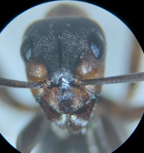L'IA pour l'identification de fourmis, 20260604_202037.jpg