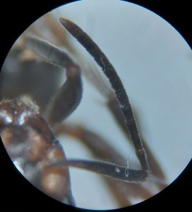 L'IA pour l'identification de fourmis, 20260604_202442.jpg