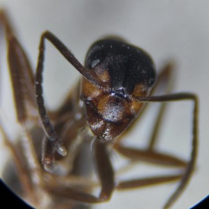 L'IA pour l'identification de fourmis, 20260604_215852.jpg