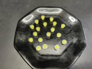 [Blog] Gynger, reine des Lasius niger d'Amandine, 0ec44c62-f0f1-4a11-9211-89c15c444eac.jpg