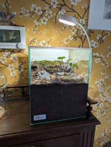 Vue générale du terrarium, [Blog] Rubis - Myrmica sp.