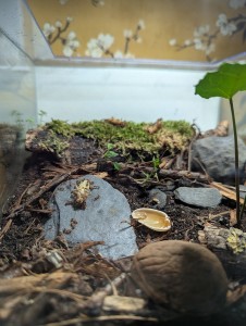 Détail de l'aménagement, [Blog] Rubis - Myrmica sp.