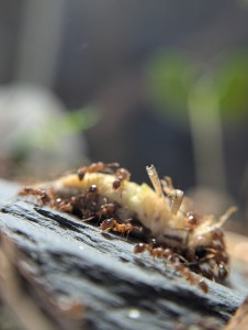 Repas de grillon, [Blog] Rubis - Myrmica sp.