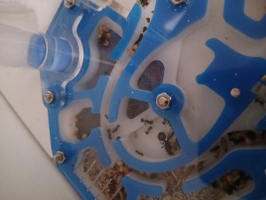 Panique à bord :-D, [BLOG] Les Secondes Messor barbarus de KaillouDesBois et leur reine: Mirsha !