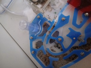 Un peu flou, mais c'est toujours visible., [BLOG] Les Secondes Messor barbarus de KaillouDesBois et leur reine: Mirsha !