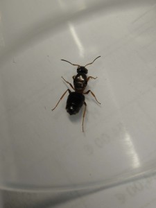[Lasius emarginatus] Lasius, Crematogaster, ou autre?, 5e2f0549-f89f-4597-b9ec-133f67169807.jpg