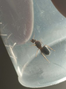 [Lasius emarginatus] Lasius, Crematogaster, ou autre?, 7a2a2887-f56b-4434-886e-0d4f2a6fd50a.jpg