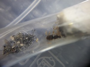 Photo des Lasius sp orange, [Blog] Suivi de mes colonies