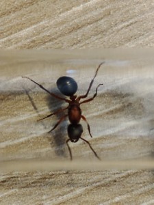 [Formica sanguinea] Aide identification, IMG_20260615_180332.jpg