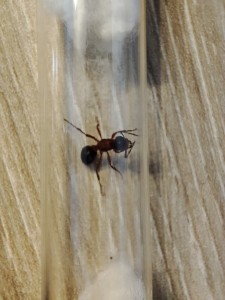 [Formica sanguinea] Aide identification, IMG_20260615_180221.jpg