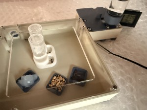 Setup terminé., [Blog] Messor barbarus de Azra
