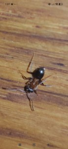 [Lasius emarginatus] Demande d'identification, Screenshot_2026-06-17-01-07-05-060_com.miui.gallery.jpg