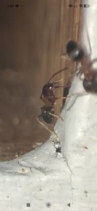 [Lasius emarginatus] Demande d'identification, Screenshot_2026-06-17-01-07-22-162_com.miui.gallery.jpg