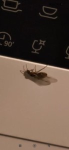 [Lasius emarginatus] Demande d'identification, Screenshot_2026-06-16-23-58-46-355_com.miui.gallery.jpg