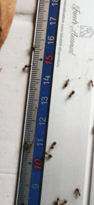[Lasius emarginatus] Demande d'identification, Screenshot_2026-06-16-23-59-27-890_com.whatsapp.jpg