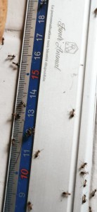 [Lasius emarginatus] Demande d'identification, Screenshot_2026-06-17-00-00-16-322_com.whatsapp.jpg