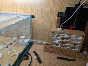L'installation complète., [Blog] Camponotus barbaricus de Mimiti