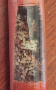 Partie de la fondation<br />de Lasius emarginatus, [Blog] Fondations de Bouboulou