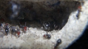 Gyne Myrmecocystus placodops en train de pondre, [Blog] Myrmecocystus placodops (fourmi pot de miel) de Seed noir