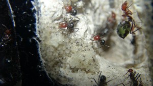 Couvain Myrmecocystus placodops, [Blog] Myrmecocystus placodops (fourmi pot de miel) de Seed noir