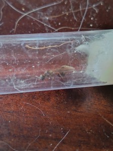 [Lasius sp. noire et Serviformica sp.] Identification d'une solitaire, IMG_20260619_204048.jpg