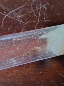 [Lasius sp. noire et Serviformica sp.] Identification d'une solitaire, IMG_20260619_204036.jpg