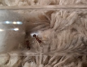 [Blog] Les Myrmica sp. de ugNuma, 20260620_100331.jpg