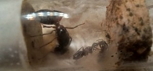 [Blog] Les Camponotus ligniperda et sa reine Loona de ugNuma, 20260621_120001.jpg