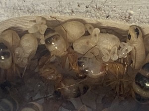 [Blog] Les Camponotus sanctus de Lorette, IMG_3758.jpeg