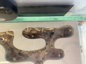 [Blog] Les Camponotus sanctus de Lorette, IMG_3757.jpeg