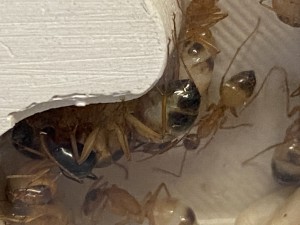 [Blog] Les Camponotus sanctus de Lorette, IMG_3631.jpeg
