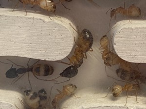 [Blog] Les Camponotus sanctus de Lorette, IMG_3630.jpeg